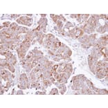 Immunohistochemistry - PSAP antibody from Signalway Antibody (22747) - Antibodies.com