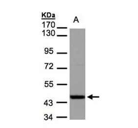 IDH2 antibody from Signalway Antibody (22781) - Antibodies.com