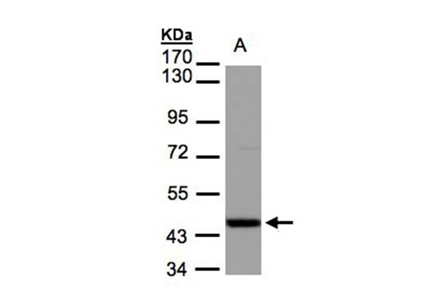 IDH2 antibody from Signalway Antibody (22781) - Antibodies.com