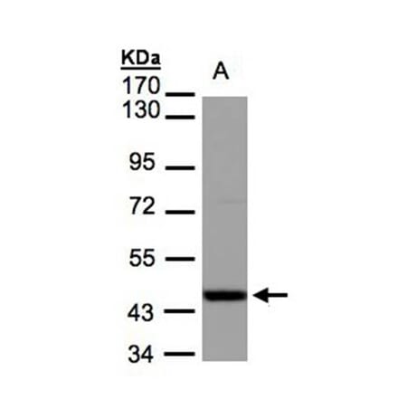 IDH2 antibody from Signalway Antibody (22781) - Antibodies.com
