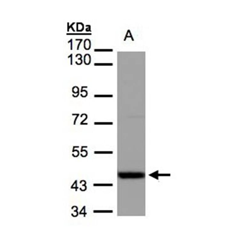 IDH2 antibody from Signalway Antibody (22781) - Antibodies.com