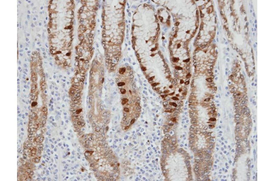 Immunohistochemistry - IDH2 antibody from Signalway Antibody (22781) - Antibodies.com