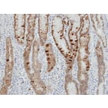 Immunohistochemistry - IDH2 antibody from Signalway Antibody (22781) - Antibodies.com