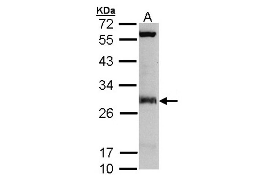 IDI1 antibody from Signalway Antibody (22782) - Antibodies.com