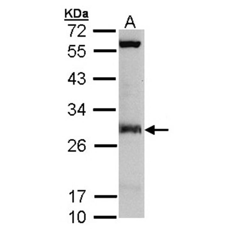 IDI1 antibody from Signalway Antibody (22782) - Antibodies.com