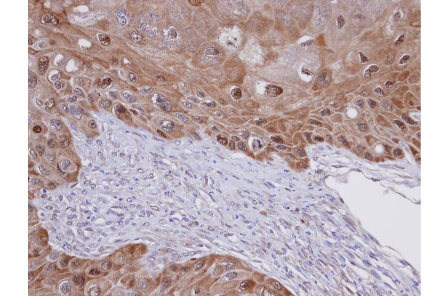 Immunohistochemistry - IDI1 antibody from Signalway Antibody (22782) - Antibodies.com