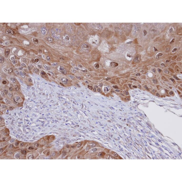 Immunohistochemistry - IDI1 antibody from Signalway Antibody (22782) - Antibodies.com