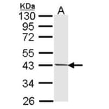 PIM2 antibody from Signalway Antibody (22814) - Antibodies.com