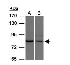 XPR1 antibody from Signalway Antibody (22817) - Antibodies.com
