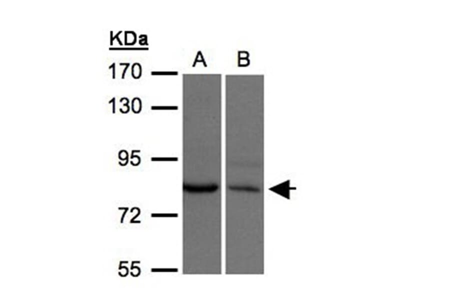 XPR1 antibody from Signalway Antibody (22817) - Antibodies.com