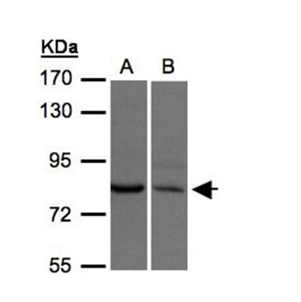 XPR1 antibody from Signalway Antibody (22817) - Antibodies.com