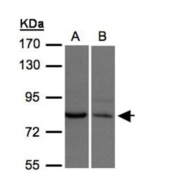 XPR1 antibody from Signalway Antibody (22817) - Antibodies.com