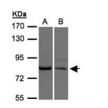 XPR1 antibody from Signalway Antibody (22817) - Antibodies.com