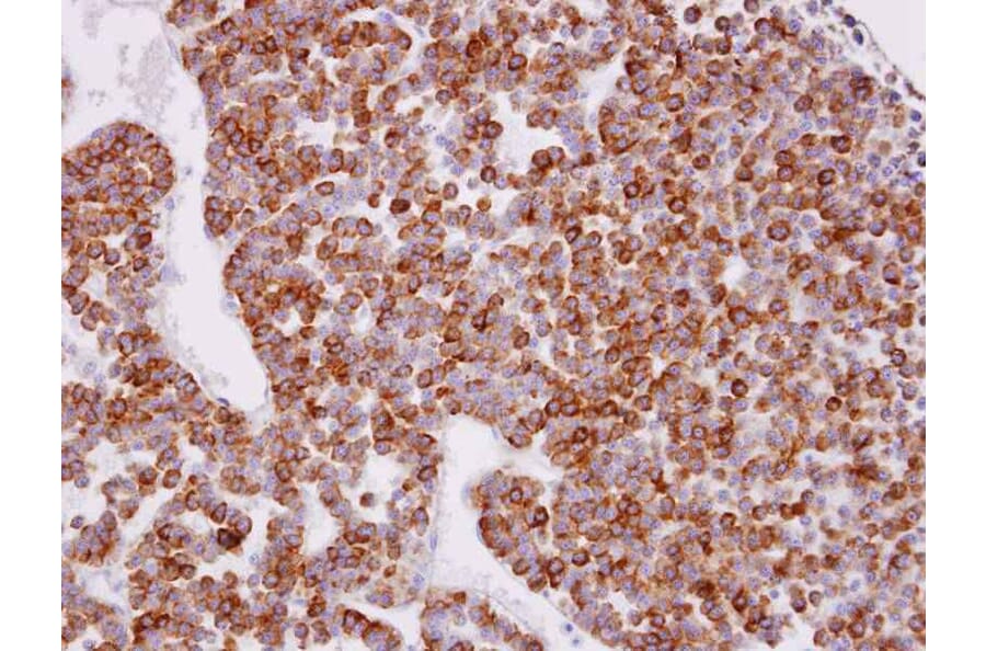 Immunohistochemistry - XPR1 antibody from Signalway Antibody (22817) - Antibodies.com
