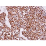 Immunohistochemistry - XPR1 antibody from Signalway Antibody (22817) - Antibodies.com