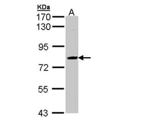 SAH3 antibody from Signalway Antibody (22835) - Antibodies.com