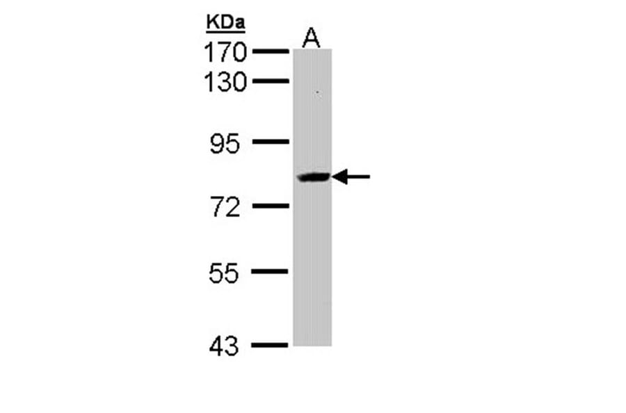 SAH3 antibody from Signalway Antibody (22835) - Antibodies.com
