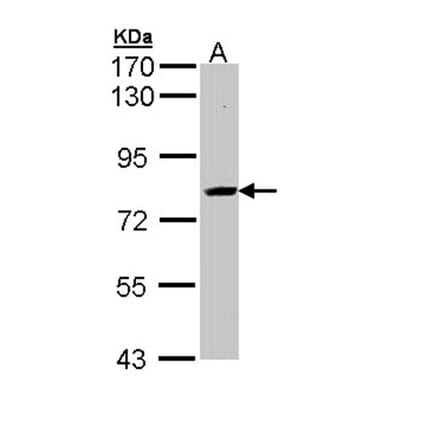 SAH3 antibody from Signalway Antibody (22835) - Antibodies.com