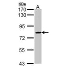 SAH3 antibody from Signalway Antibody (22835) - Antibodies.com