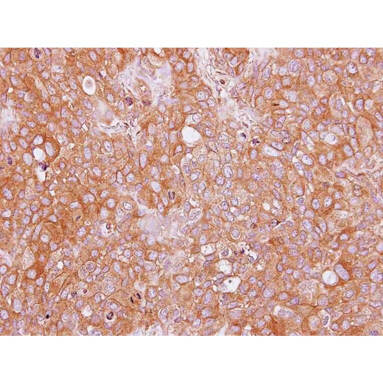 Immunohistochemistry - SAH3 antibody from Signalway Antibody (22835) - Antibodies.com