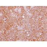 Immunohistochemistry - SAH3 antibody from Signalway Antibody (22835) - Antibodies.com