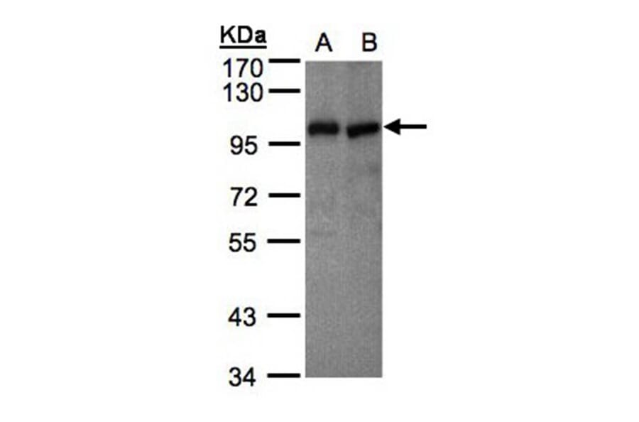 VAV1 antibody from Signalway Antibody (22856) - Antibodies.com
