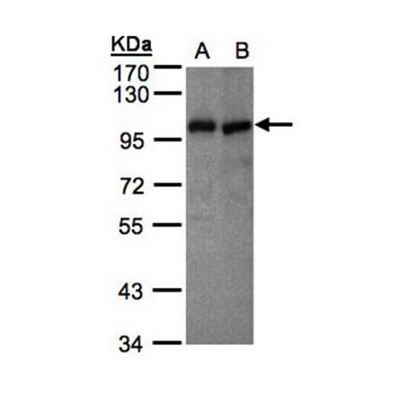 VAV1 antibody from Signalway Antibody (22856) - Antibodies.com