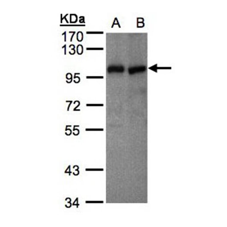 VAV1 antibody from Signalway Antibody (22856) - Antibodies.com