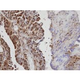 Immunohistochemistry - VAV1 antibody from Signalway Antibody (22856) - Antibodies.com