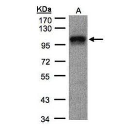 DAP5 antibody from Signalway Antibody (22896) - Antibodies.com