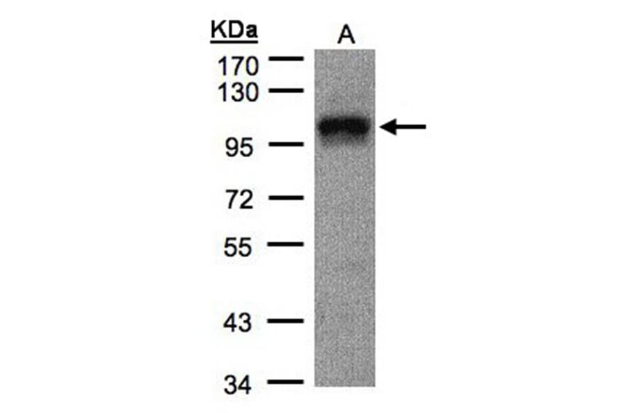 DAP5 antibody from Signalway Antibody (22896) - Antibodies.com