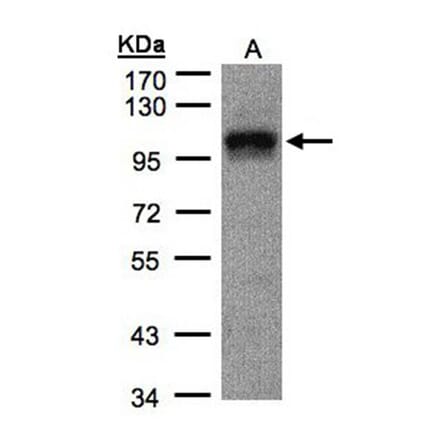 DAP5 antibody from Signalway Antibody (22896) - Antibodies.com