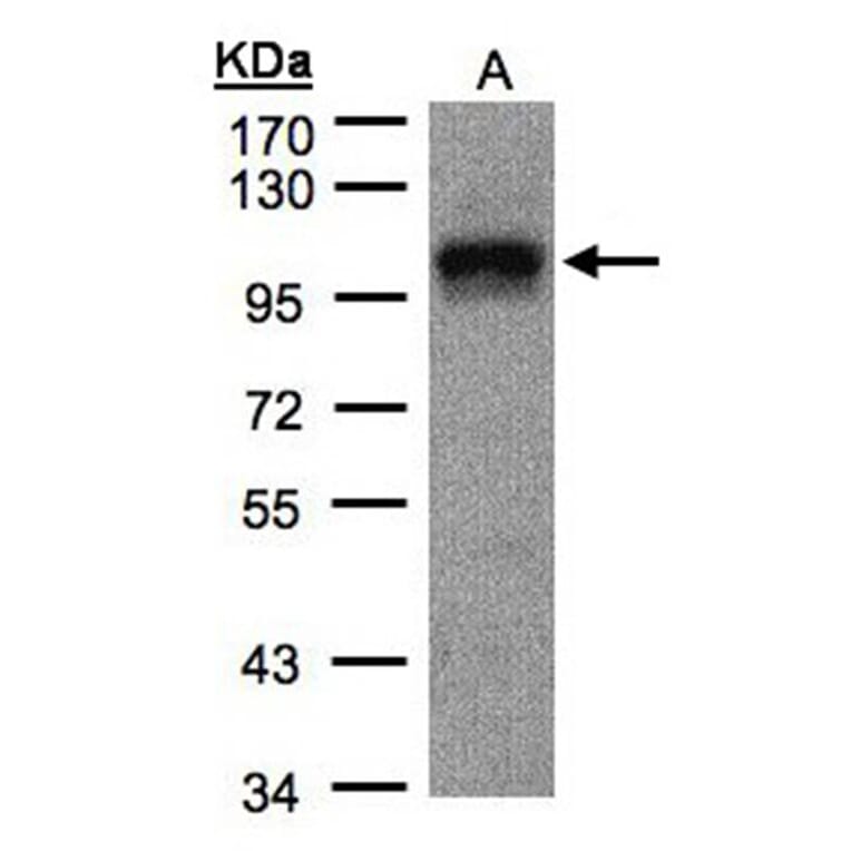 DAP5 antibody from Signalway Antibody (22896) - Antibodies.com