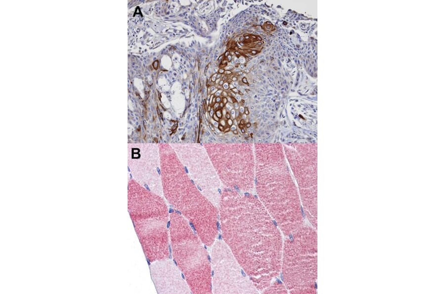 Immunohistochemistry - DAP5 antibody from Signalway Antibody (22896) - Antibodies.com