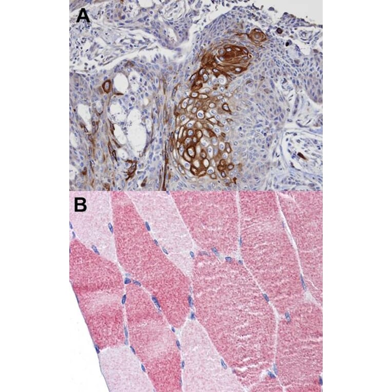 Immunohistochemistry - DAP5 antibody from Signalway Antibody (22896) - Antibodies.com