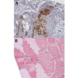 Immunohistochemistry - DAP5 antibody from Signalway Antibody (22896) - Antibodies.com