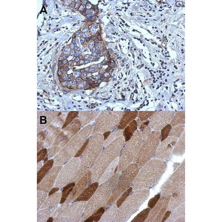 Immunohistochemistry - RGS4 antibody from Signalway Antibody (22897) - Antibodies.com