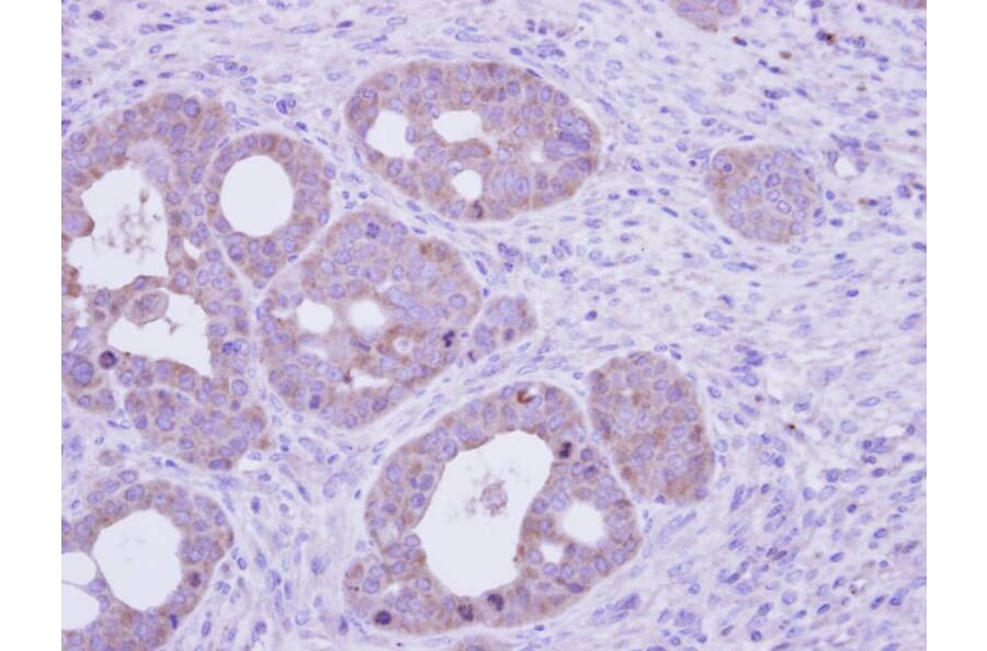 Immunohistochemistry - FTCD antibody from Signalway Antibody (22936) - Antibodies.com