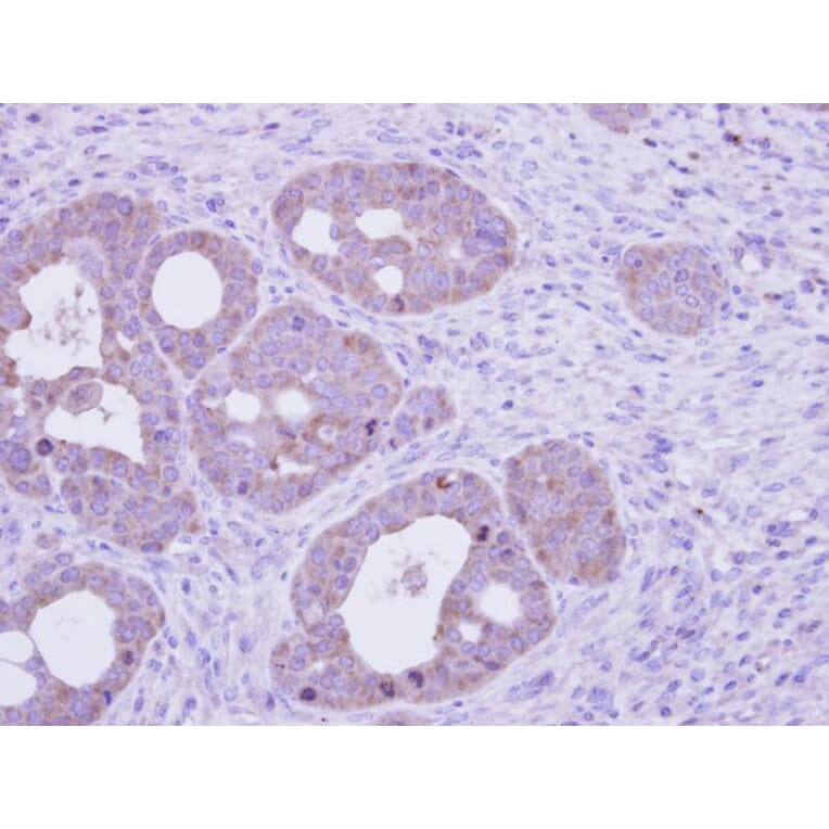 Immunohistochemistry - FTCD antibody from Signalway Antibody (22936) - Antibodies.com