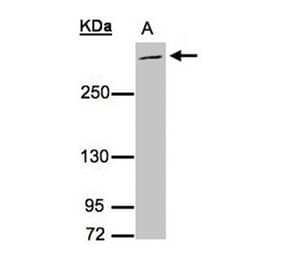 MUC2 antibody from Signalway Antibody (22938) - Antibodies.com