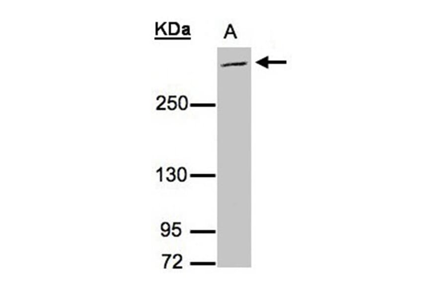 MUC2 antibody from Signalway Antibody (22938) - Antibodies.com