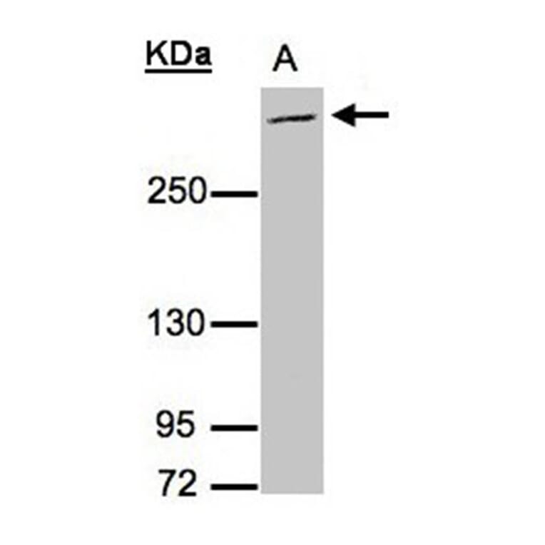 MUC2 antibody from Signalway Antibody (22938) - Antibodies.com