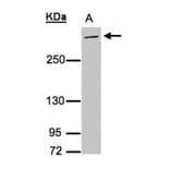 MUC2 antibody from Signalway Antibody (22938) - Antibodies.com
