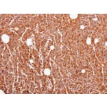 Immunohistochemistry - MUC2 antibody from Signalway Antibody (22938) - Antibodies.com