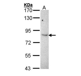 KAO antibody from Signalway Antibody (22952) - Antibodies.com