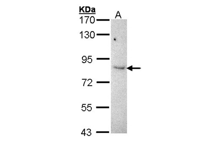 KAO antibody from Signalway Antibody (22952) - Antibodies.com