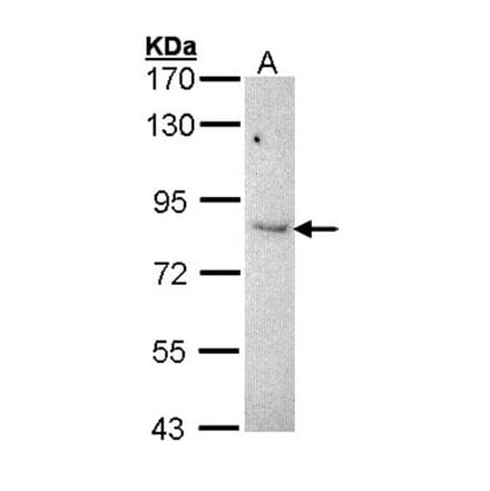 KAO antibody from Signalway Antibody (22952) - Antibodies.com
