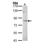 KAO antibody from Signalway Antibody (22952) - Antibodies.com