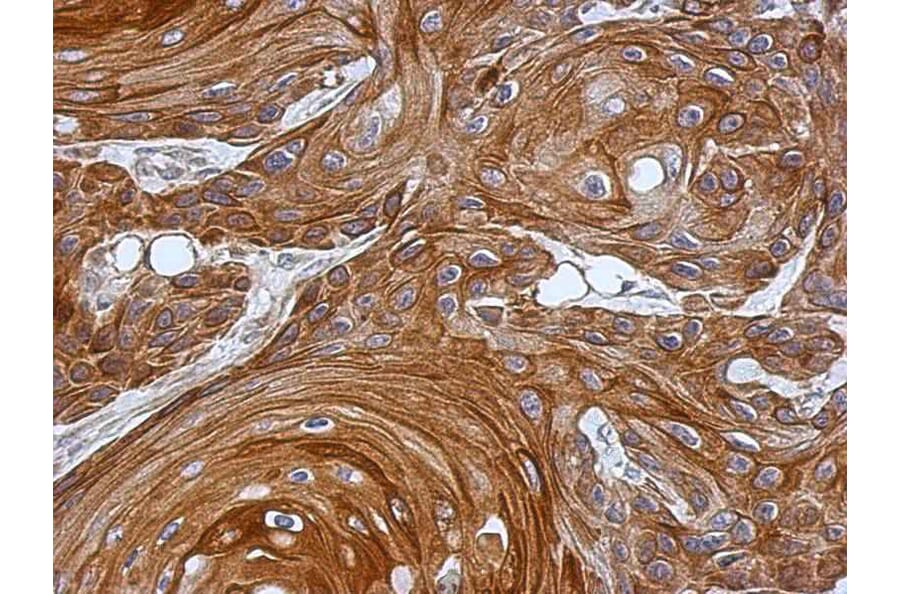 Immunohistochemistry - KAO antibody from Signalway Antibody (22952) - Antibodies.com