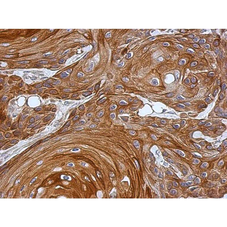 Immunohistochemistry - KAO antibody from Signalway Antibody (22952) - Antibodies.com